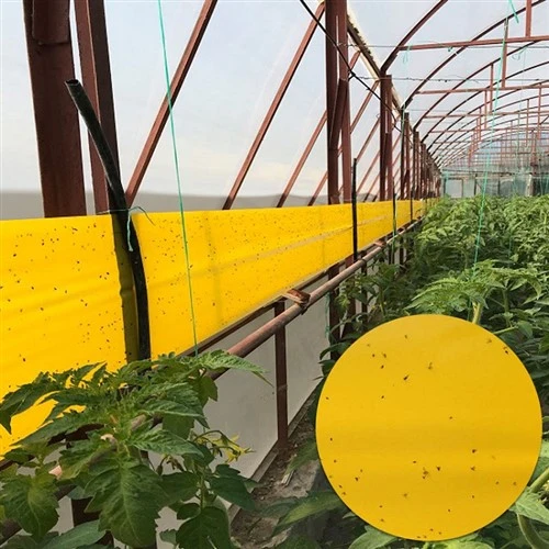 Insektenklebeband für Ackerland